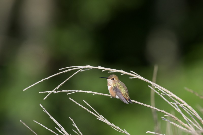 Rufous Hummingbird - Christiaan van der Hoeven