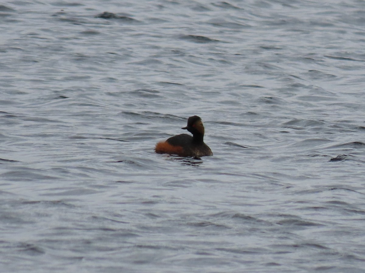 Eared Grebe - ML442073591