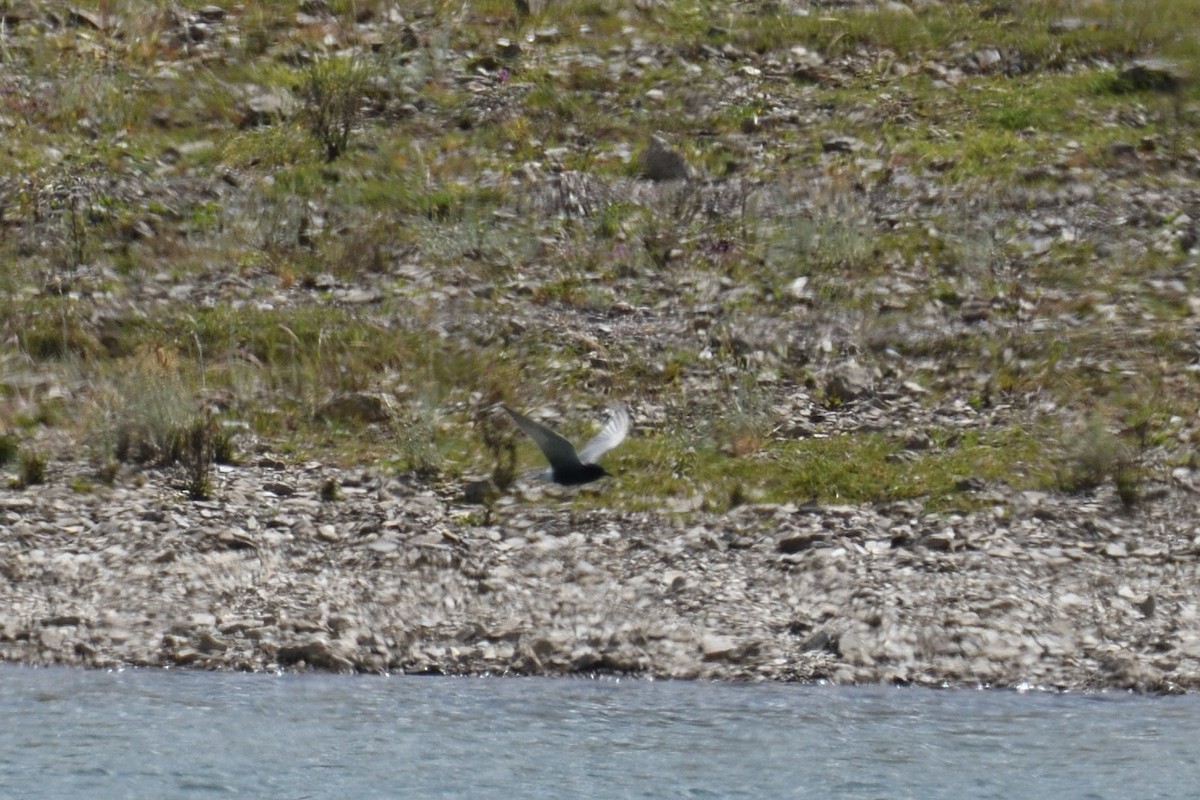 Black Tern - ML442074651