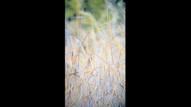 Savi's Warbler - ML442077841