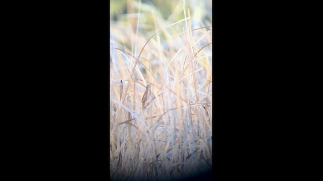 Savi's Warbler - ML442077991