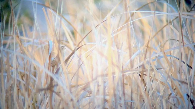 Savi's Warbler - ML442078091