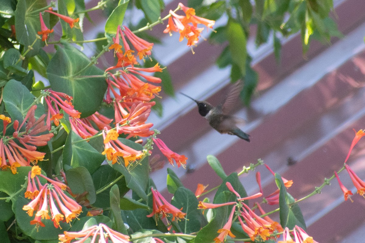Black-chinned Hummingbird - ML442078811