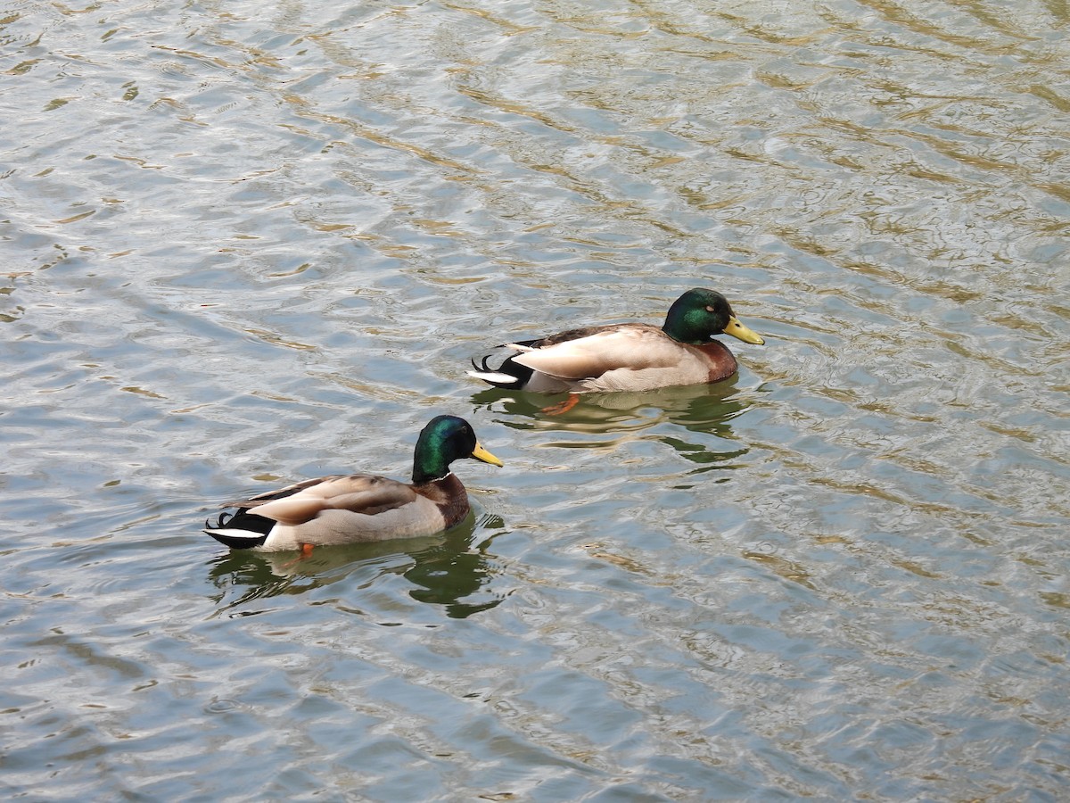 Mallard - ML442079151