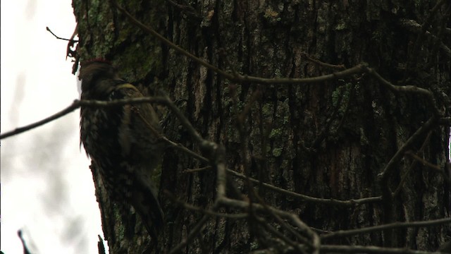 Yellow-bellied Sapsucker - ML442080