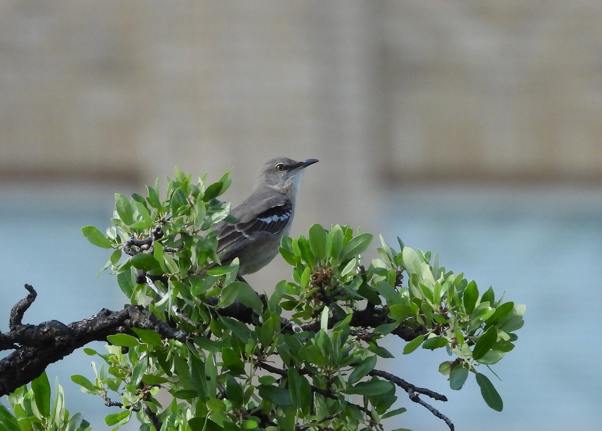 Northern Mockingbird - ML442080271