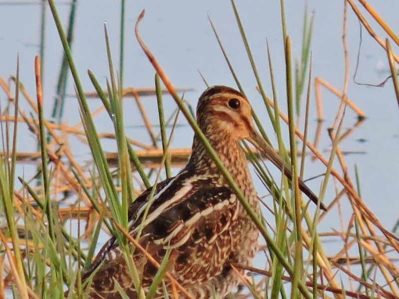 Wilson's Snipe - Sharon Wilcox