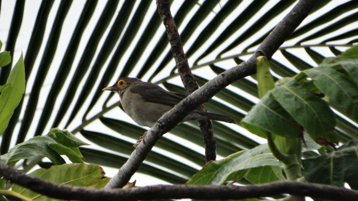 Spectacled Thrush - Kenrith Carter