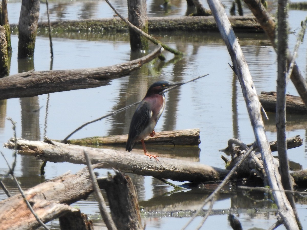 Green Heron - Anna Stalcup