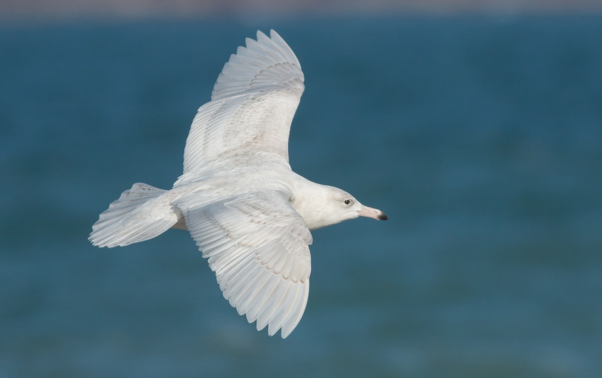 Glaucous Gull - ML44208541