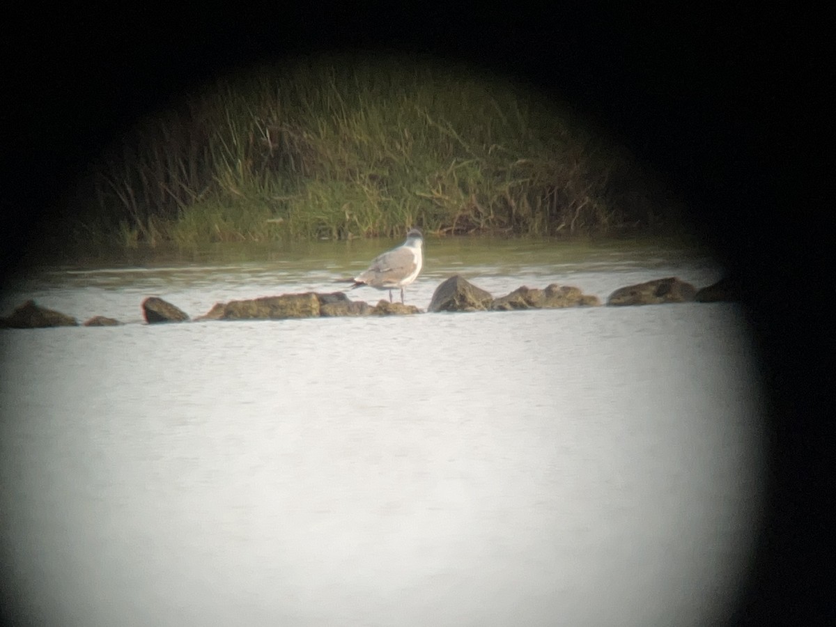 Laughing Gull - ML442085691