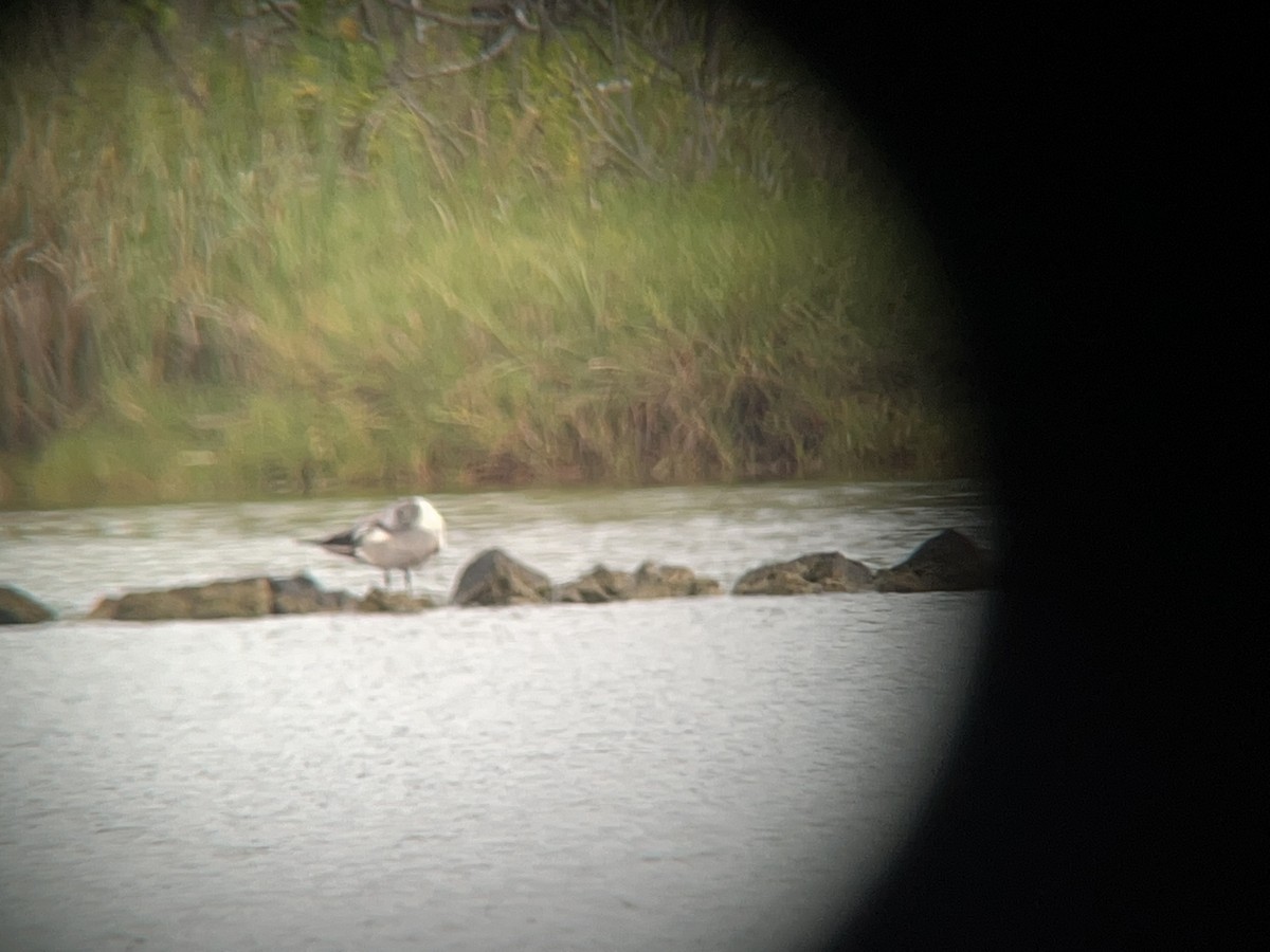 Laughing Gull - ML442085751