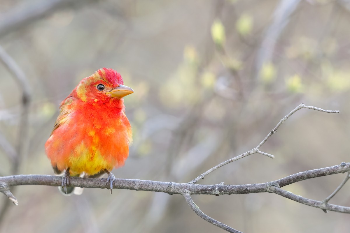 Summer Tanager - Tony Dvorak