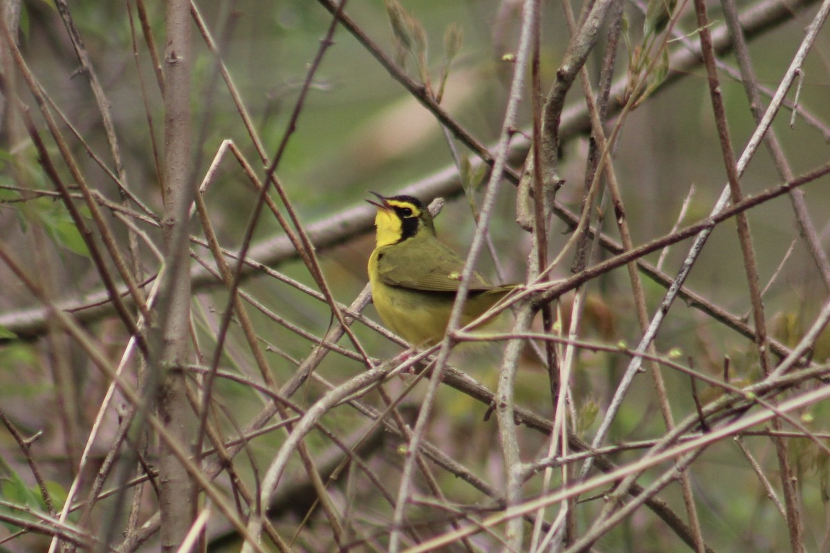 סבכון קנטקי - ML442090111
