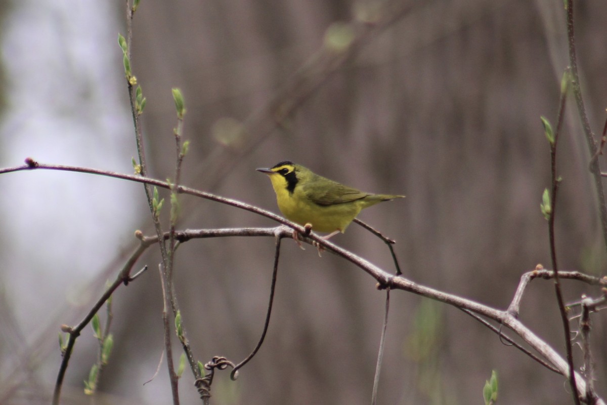 Kentucky Warbler - James Mitchell