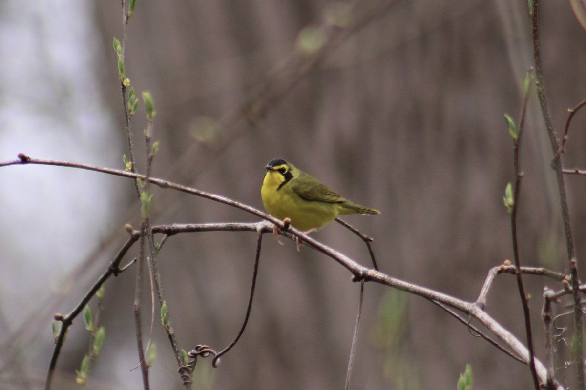 סבכון קנטקי - ML442090131