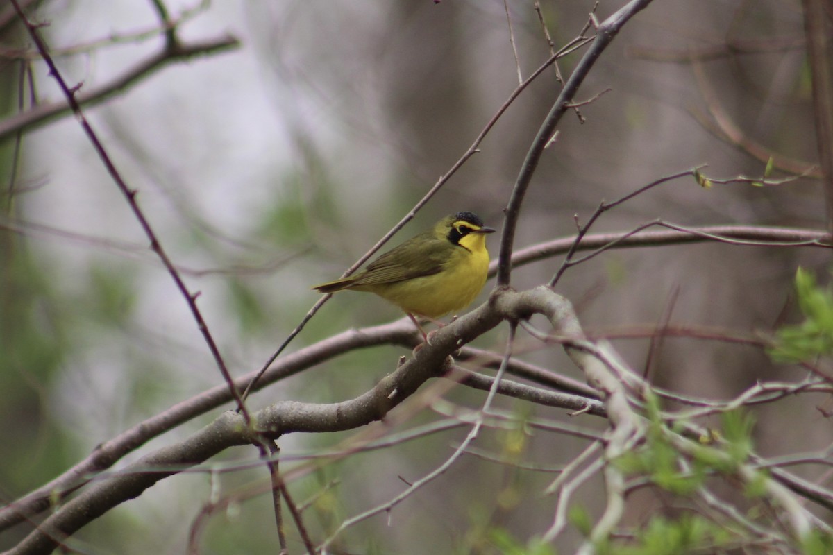 Kentucky Warbler - ML442090141