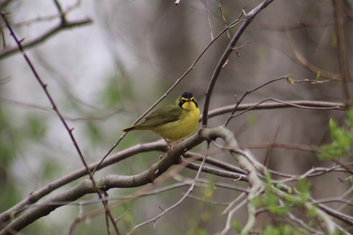 Kentucky Warbler - ML442090151