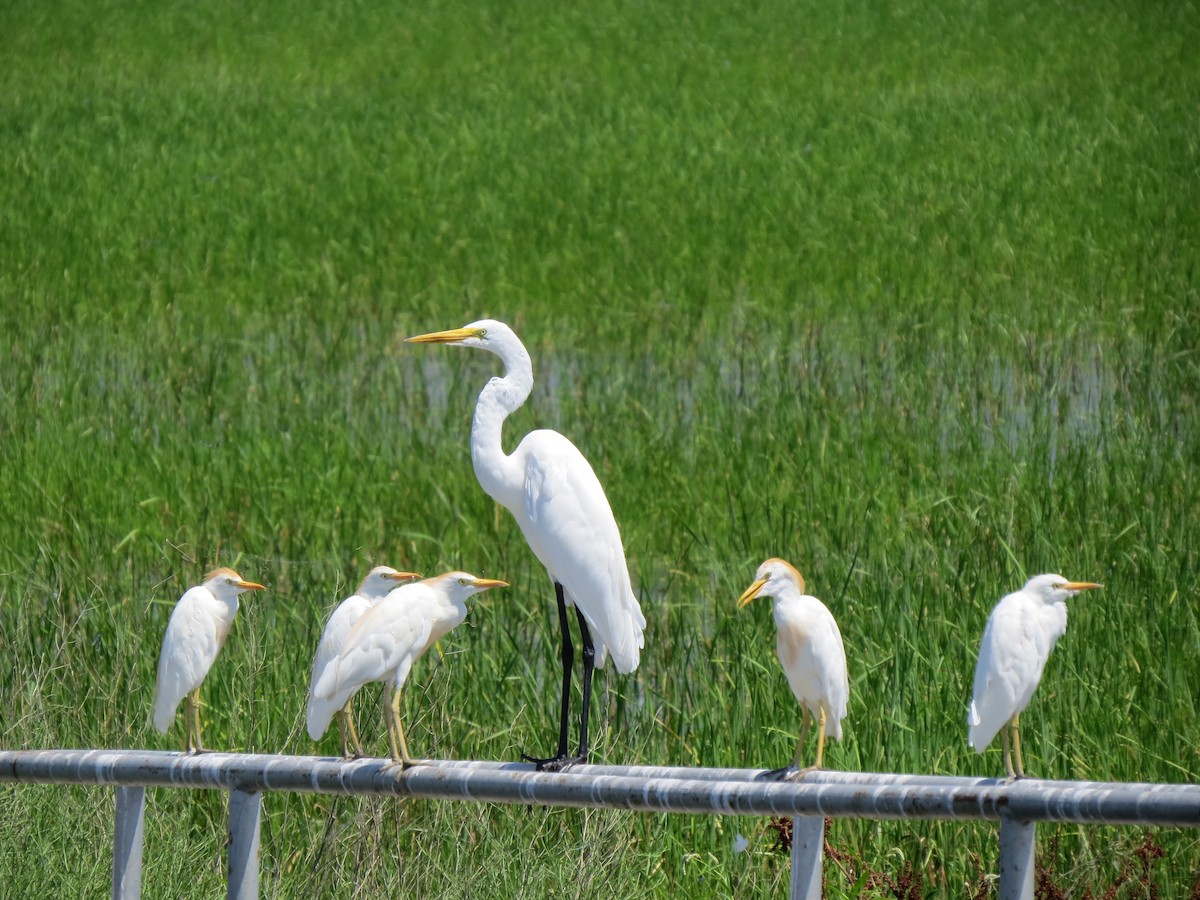 Египетская цапля (ibis) - ML44209161