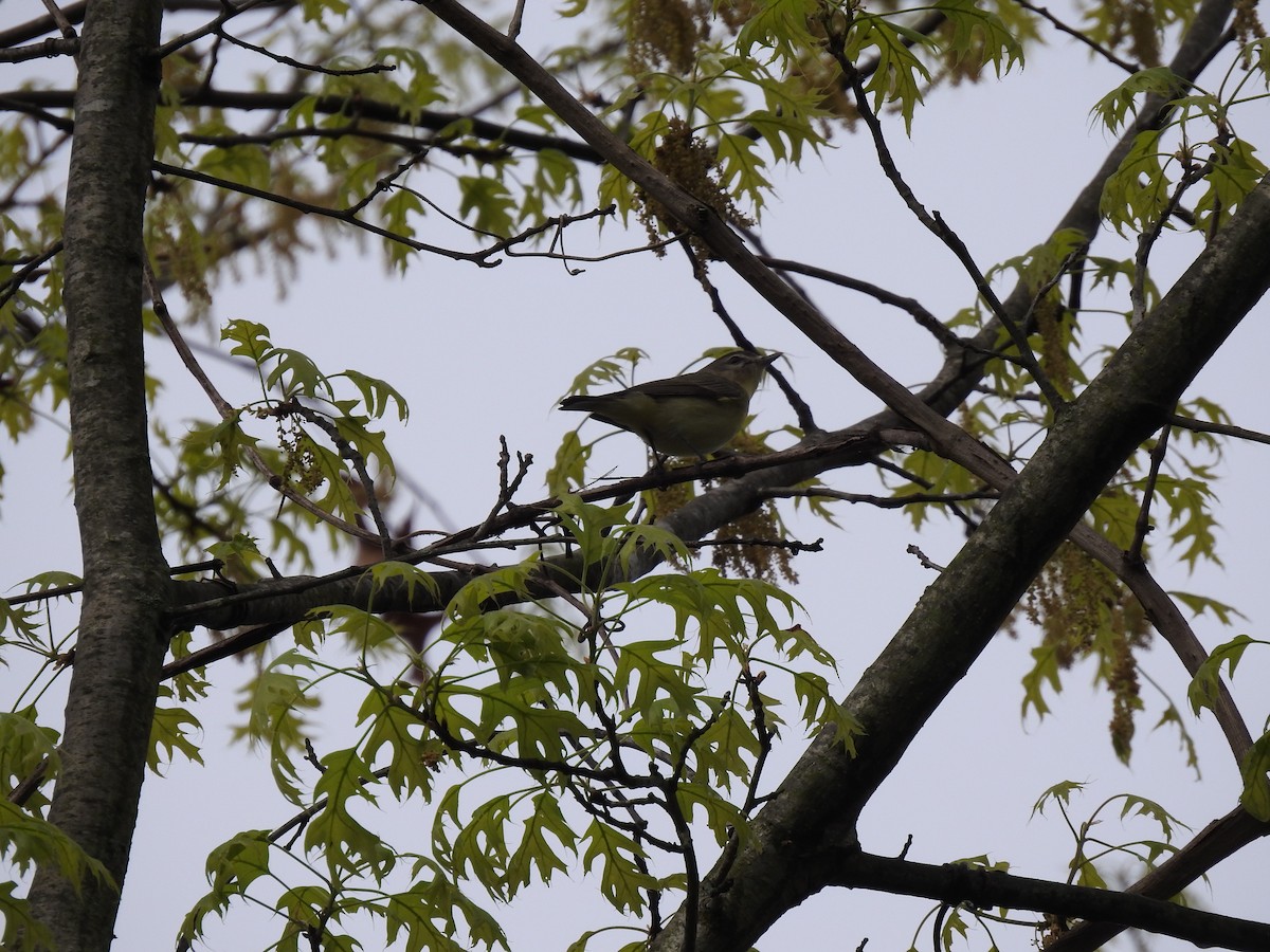 Philadelphia Vireo - ML442095471