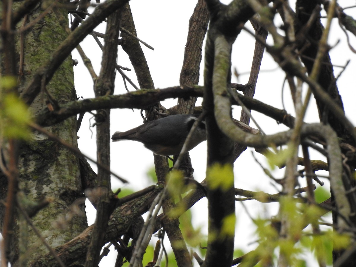 Red-breasted Nuthatch - ML442095631