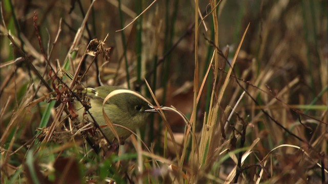 Ruby-crowned Kinglet - ML442096