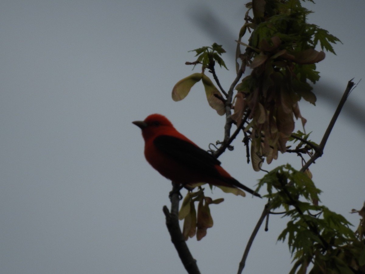 Scarlet Tanager - ML442096151
