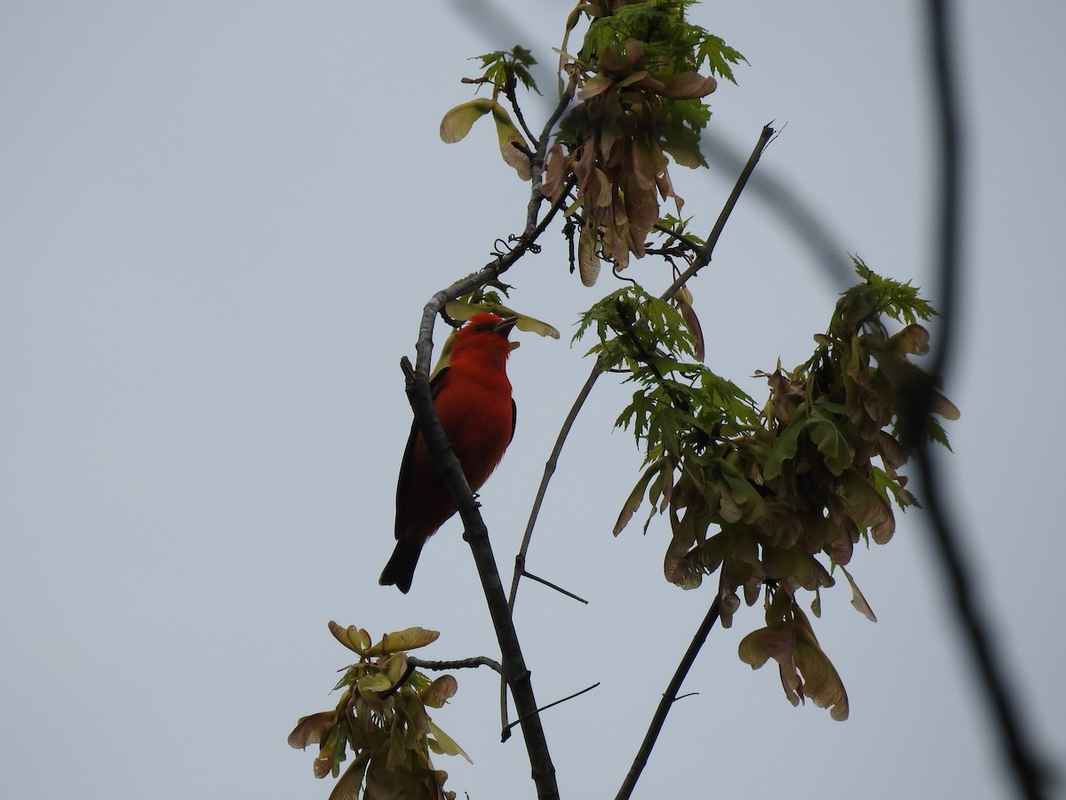 Scarlet Tanager - ML442096191