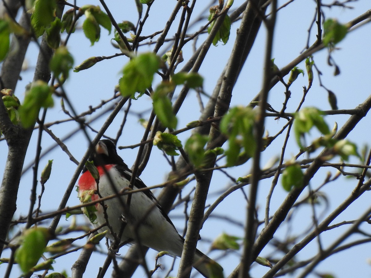 Rose-breasted Grosbeak - ML442096301