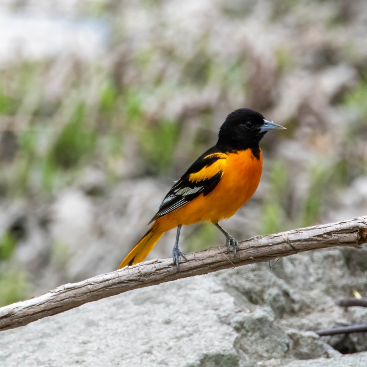 Baltimore Oriole - ML442096501