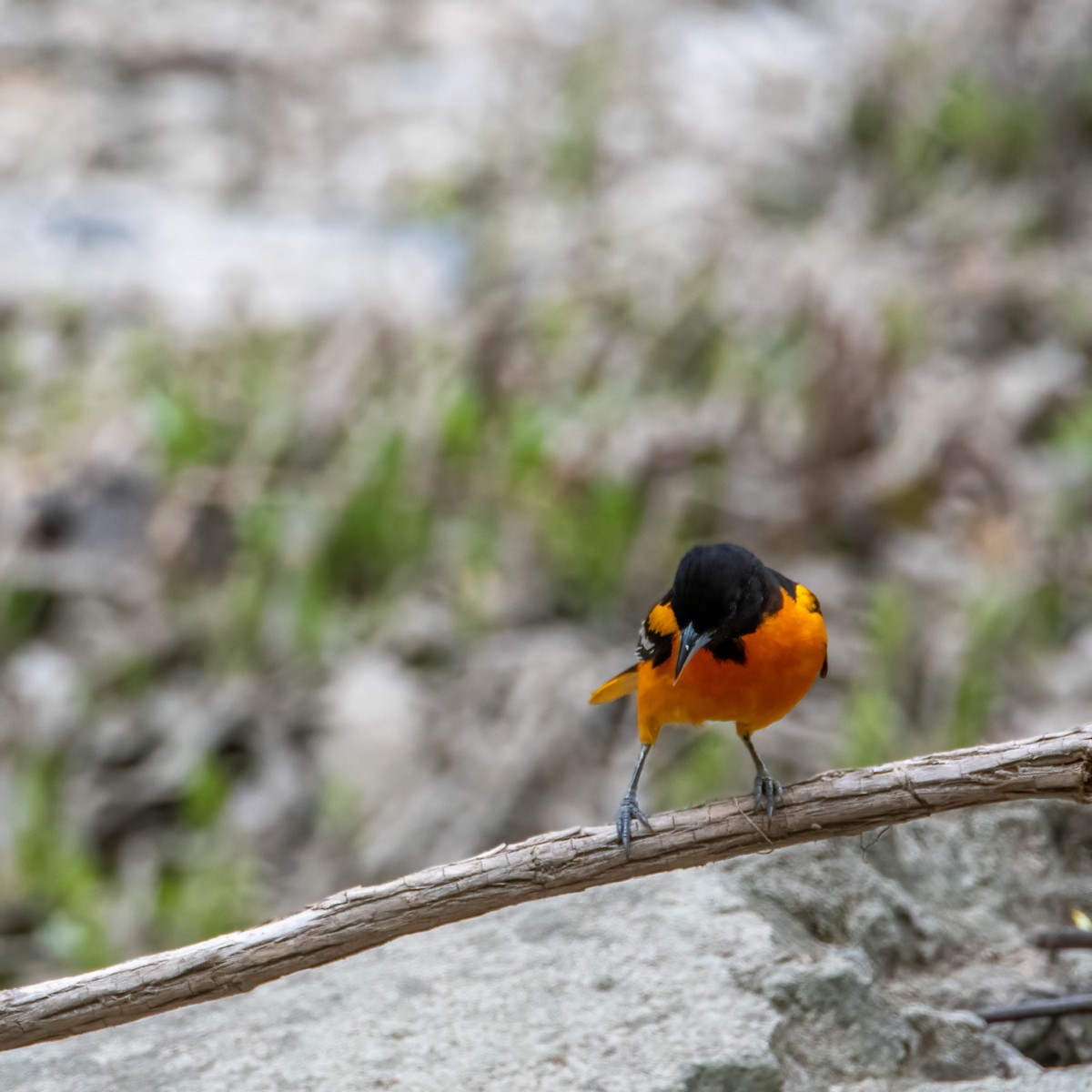 Baltimore Oriole - ML442096571