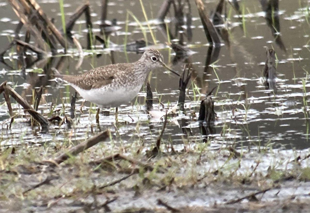 Solitary Sandpiper - ML442096841