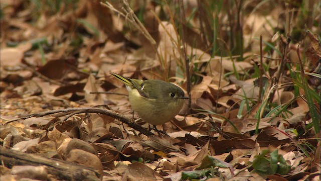 Ruby-crowned Kinglet - ML442097