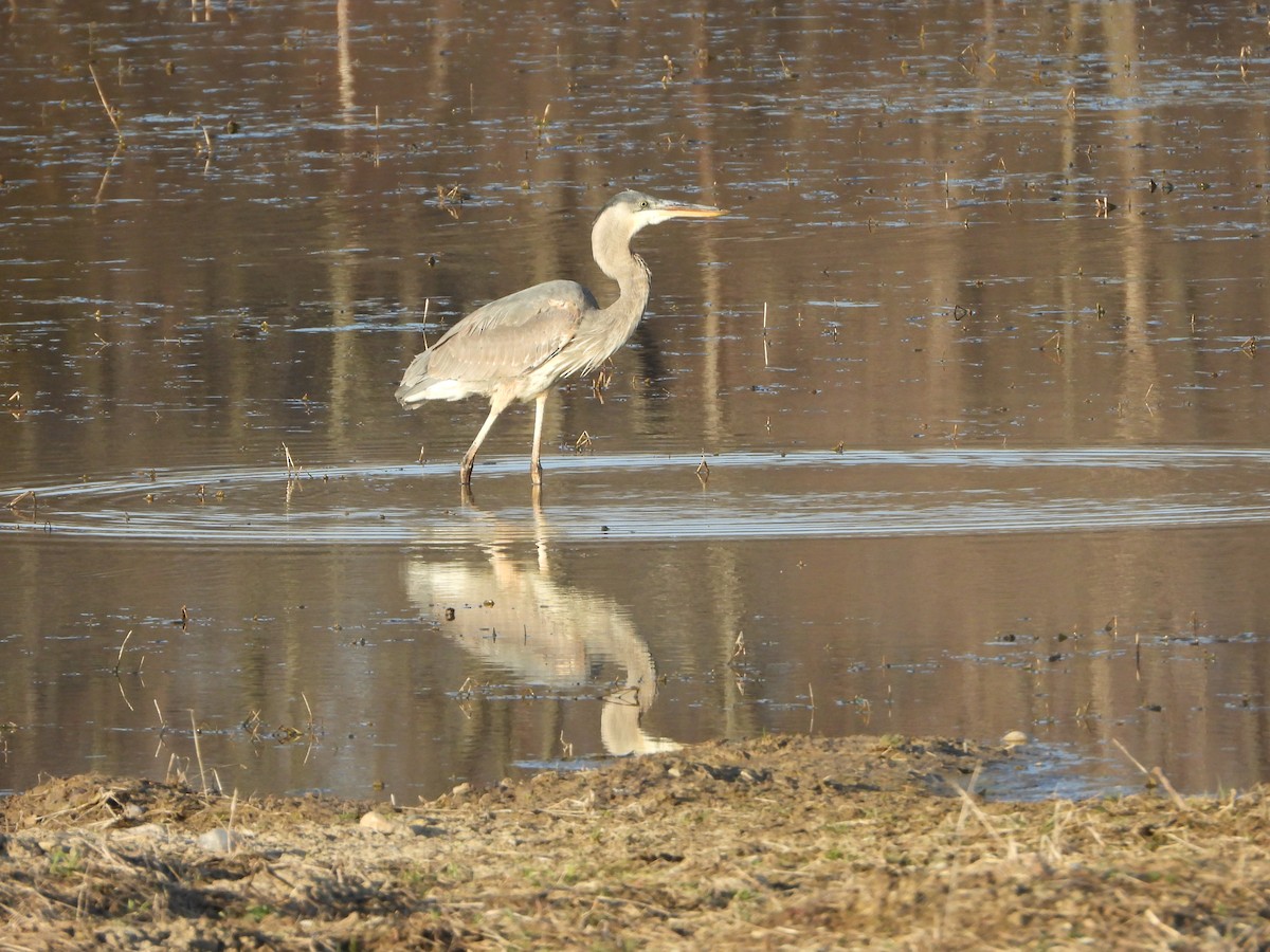 Great Blue Heron - Maria Cohoon