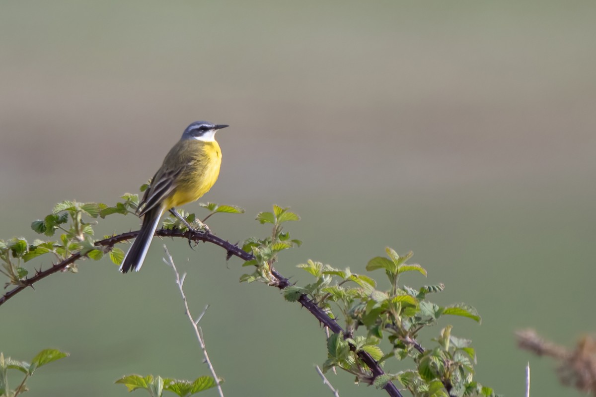 Western Yellow Wagtail - ML442097341