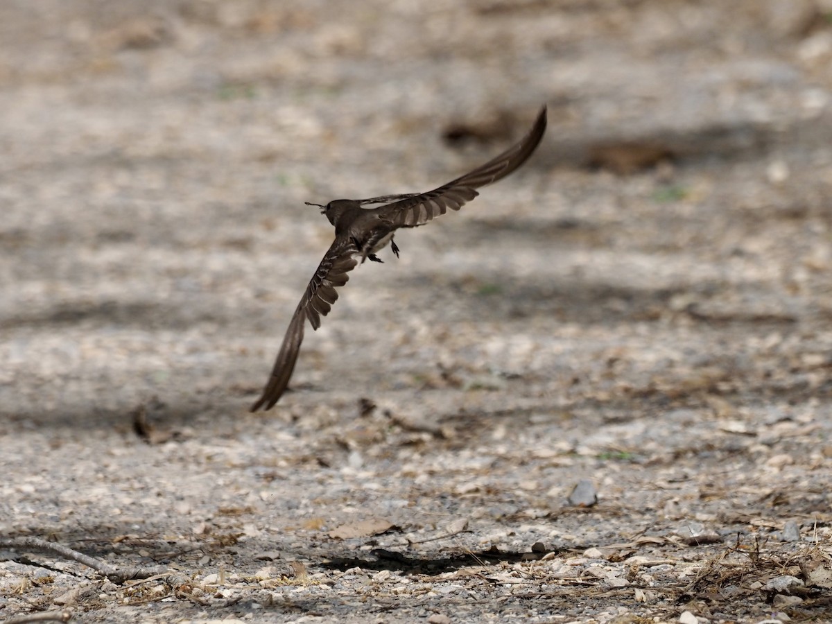 Northern Rough-winged Swallow - Melanie Crawford