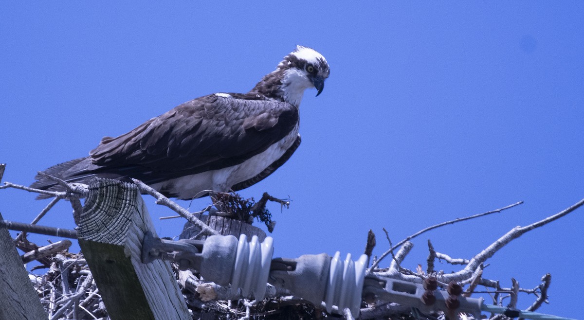 Osprey - ML442098031