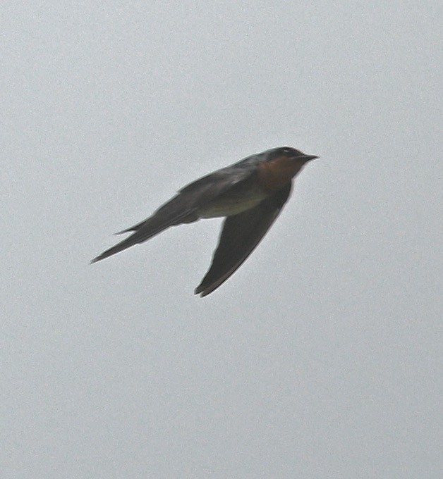 Pacific Swallow - ML442098801