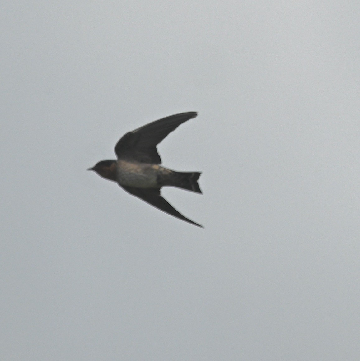 Pacific Swallow - ML442098821