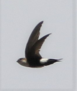 Antillean Palm Swift - ML442099941