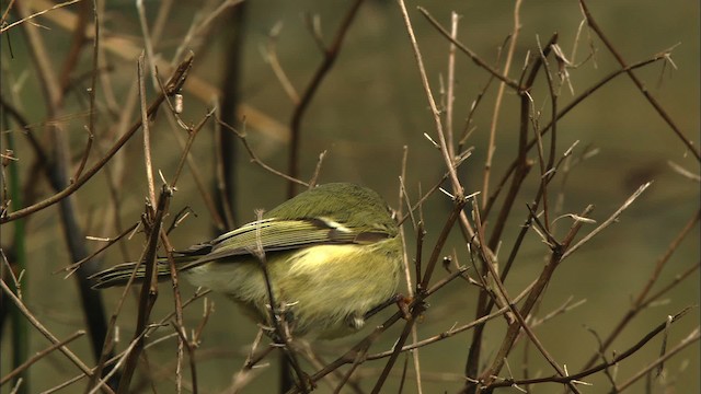 Ruby-crowned Kinglet - ML442100