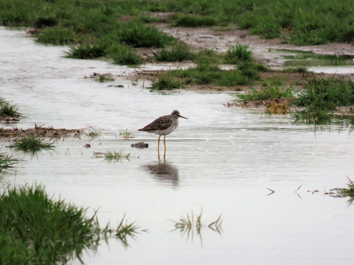 Greater Yellowlegs - ML442100401