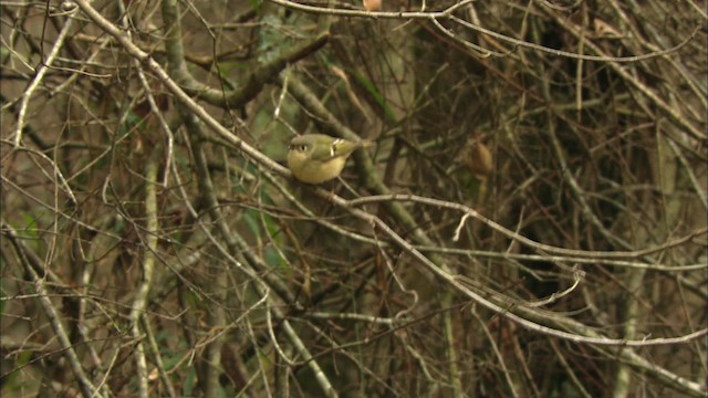 Ruby-crowned Kinglet - ML442101