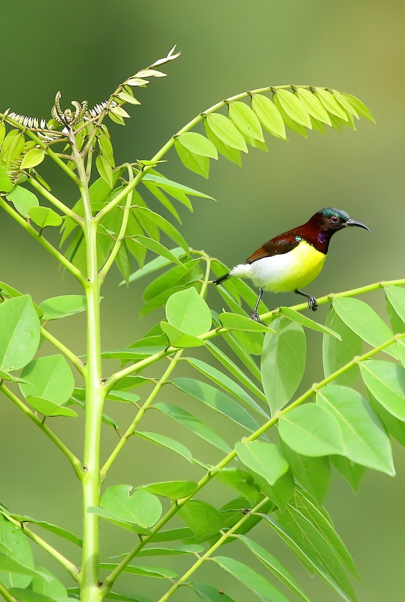 Purple-rumped Sunbird - ML442101001