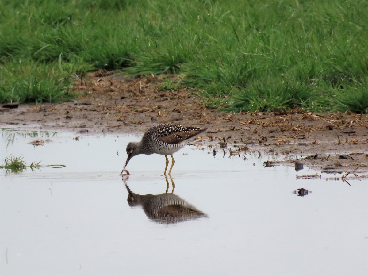 Greater Yellowlegs - ML442101081