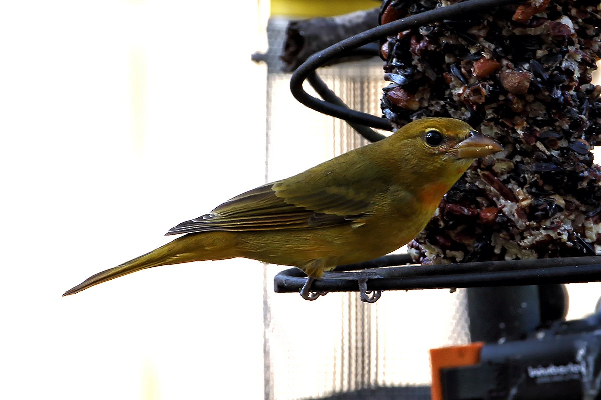 Summer Tanager - ML44210111