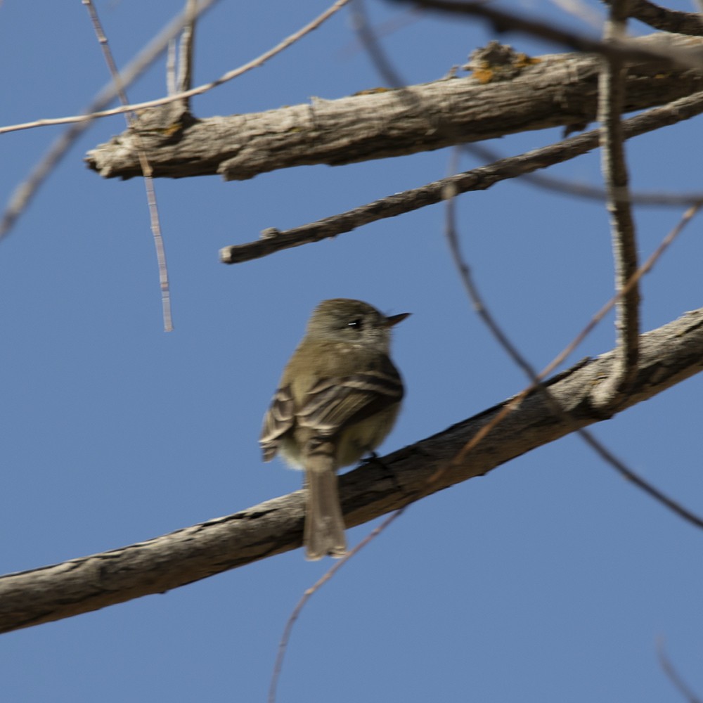 Dusky Flycatcher - Dickson Smith