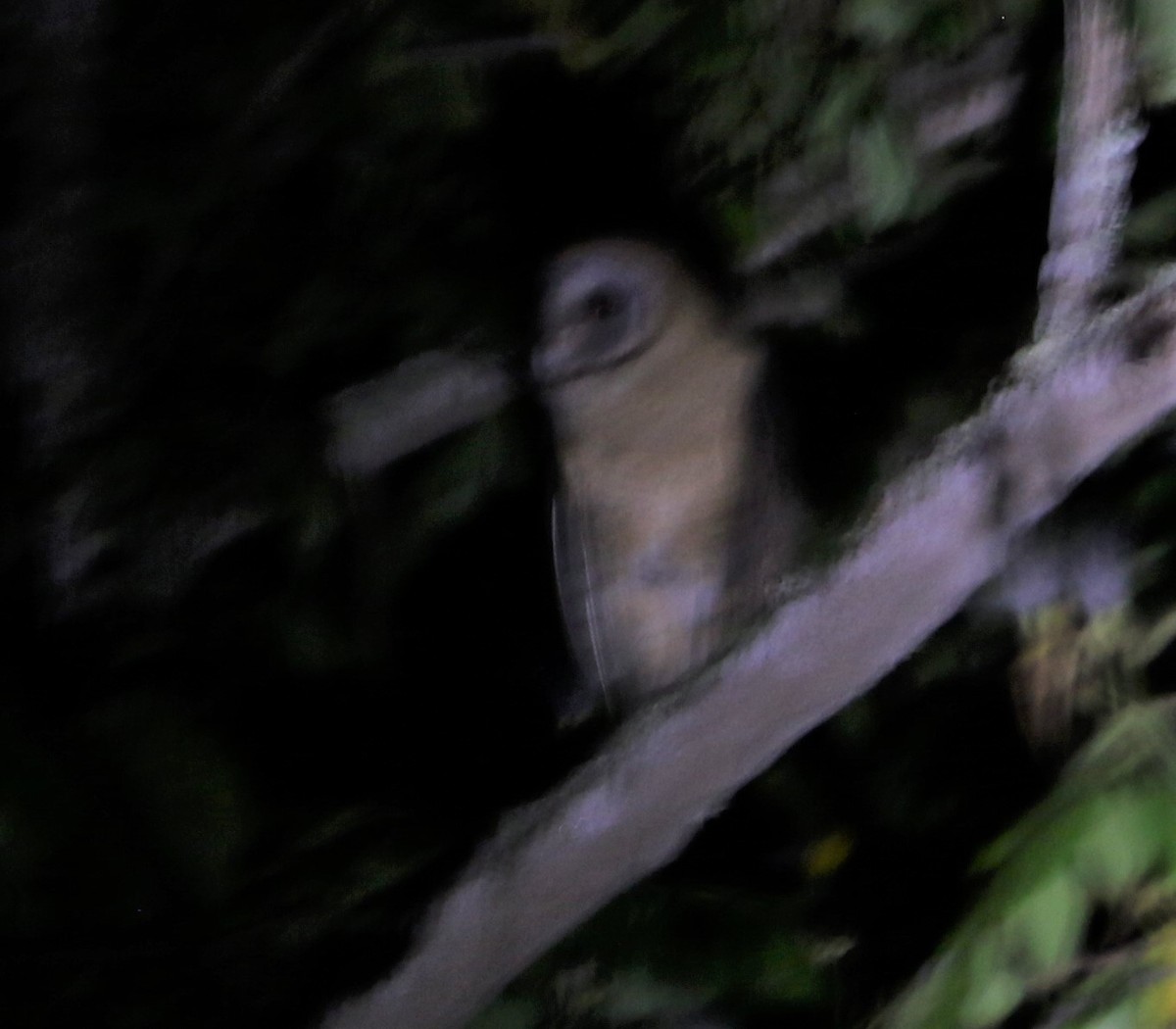 Ashy-faced Owl - ML442101531
