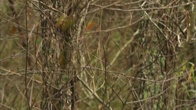 Ruby-crowned Kinglet - ML442102