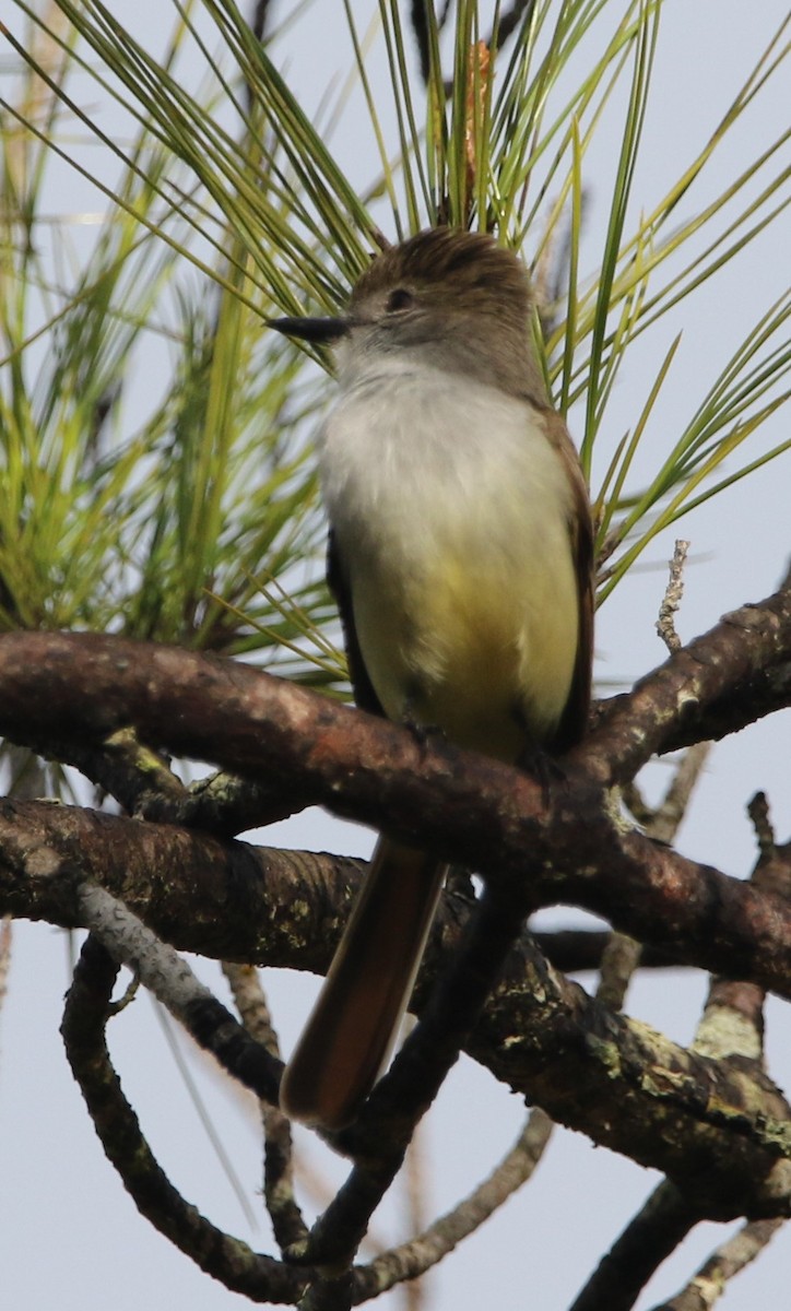 Stolid Flycatcher - ML442102511